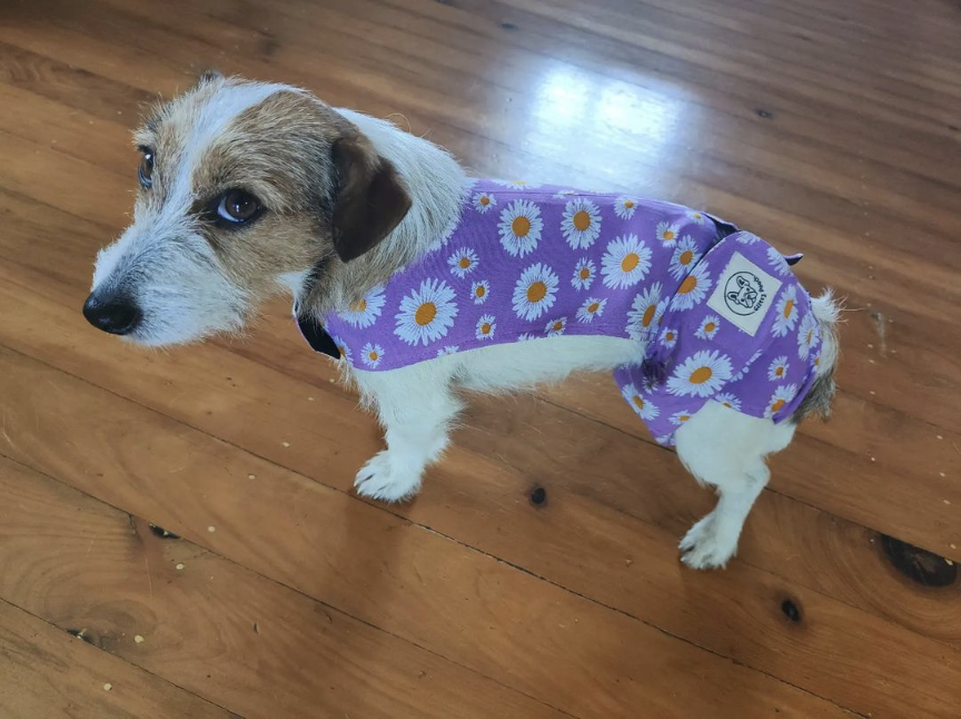 Dachshund/Jack Russell/ Foxie/Poodle 5/7kg