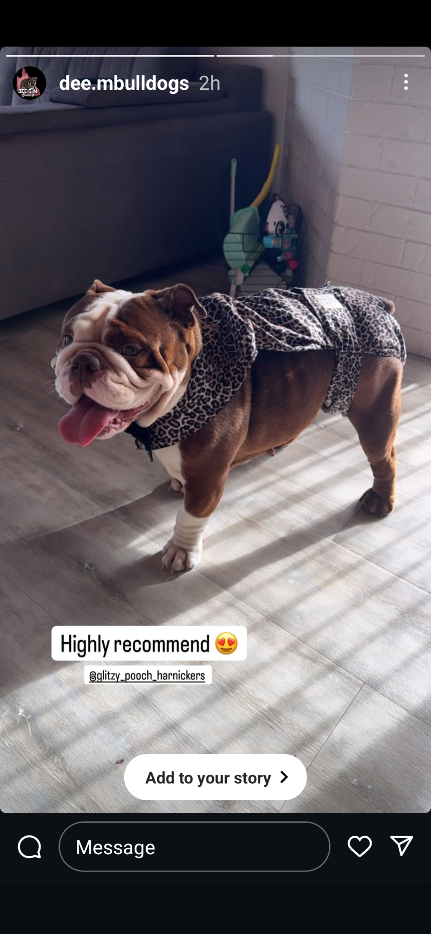 British Bulldog/Aussie