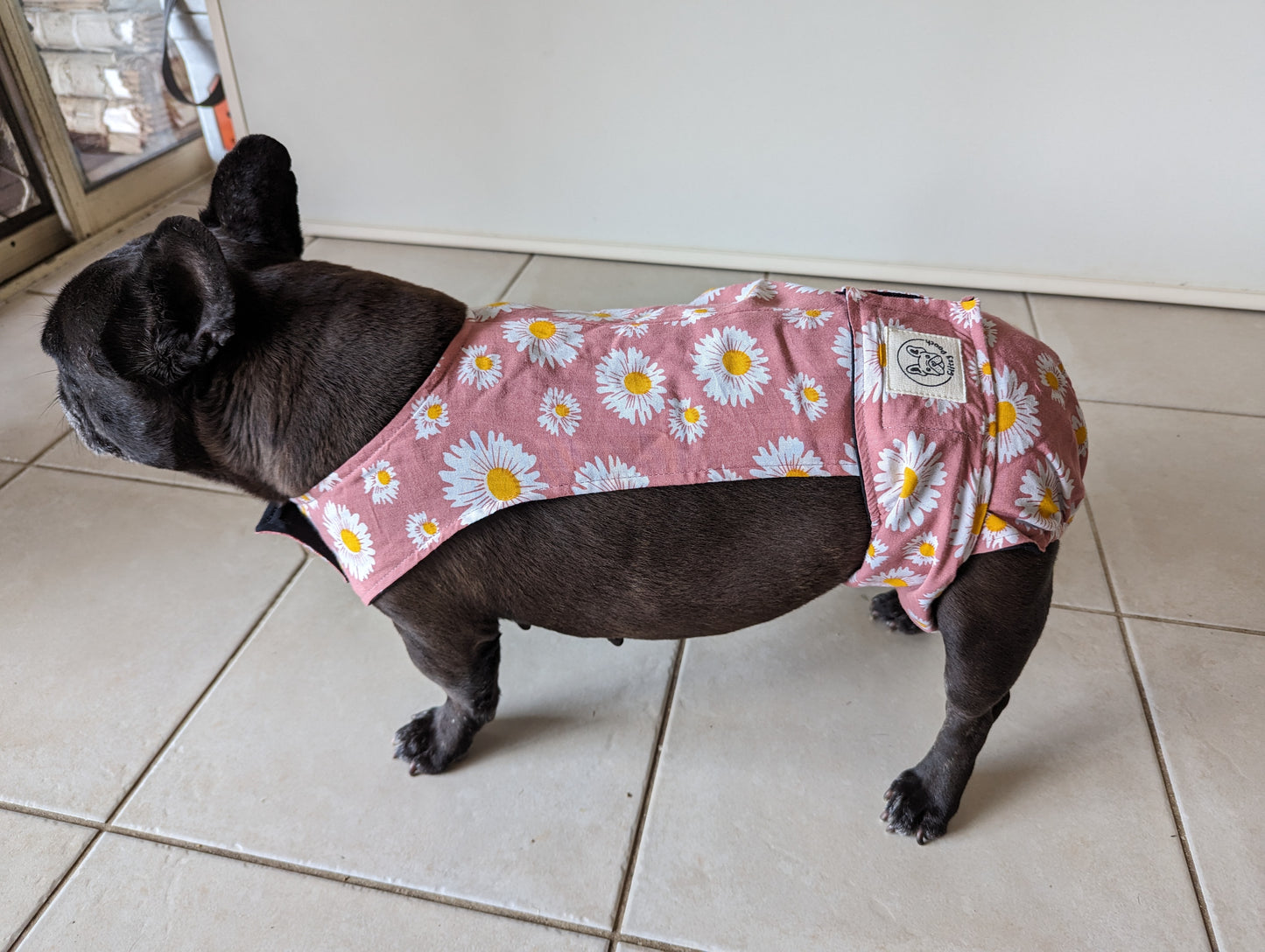 French Bulldog 10/15kg