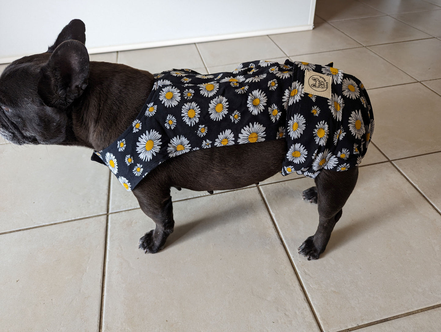 French Bulldog 10kg